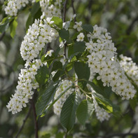 Photo of bird cherry 4