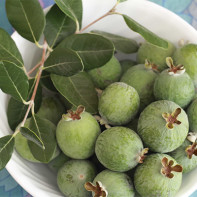 Feijoa photo 5