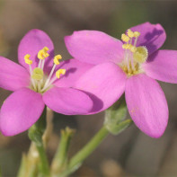 Photo of centaury 4