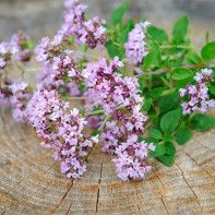 Hình ảnh của oregano 3