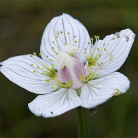 Foto van Belozor Marsh 4