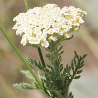 Foto Yarrow 2