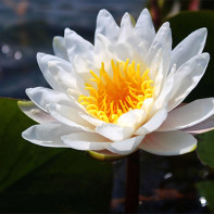 Photo of water lilies