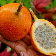 Granadilla Fruit Zdjęcie 5