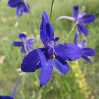 Fotografie de vioiciune