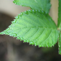 Photo of blackberry leaf 2