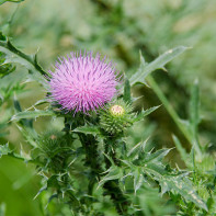 Photo de tatarnik barbelé 3