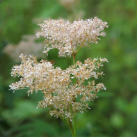 Foto van moerasspirea (moerasspirea) 4