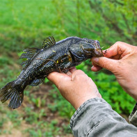 Foto peixe rotan 5