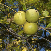 Fotoğraf black walnut 2