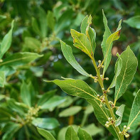 Larawan ng bay leaf 5