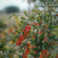 Foto van berberis