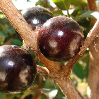 Jaboticaba Photo