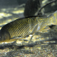 Fotoğraf carp