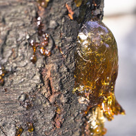 Photo of pine resin 4