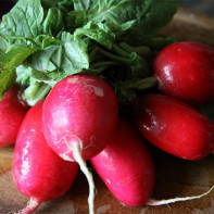 Radish photo 5