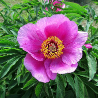 Foto peony mengelak 3