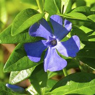 Fotografija periwinkle 2