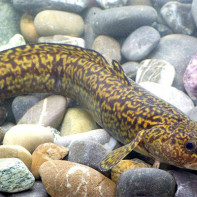 Foto 4 de Burbot