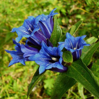 Gentian foto 2