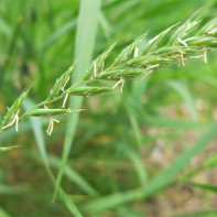 Foto van tarwegras