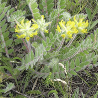 Fotoğraf astragalus 2