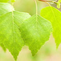 Photo de feuilles de bouleau