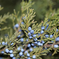 Juniper foto 3