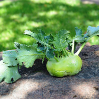 Снимка на kohlrabi зеле 2