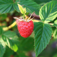 Foto daun raspberry