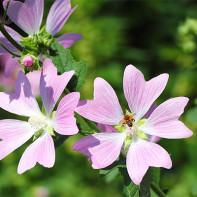 Foto hutan mallow 5