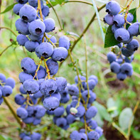 Photo blueberries 2