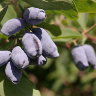 Foto di caprifoglio