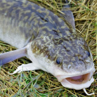 Burbot foto 5