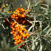 Photo of sea buckthorn leaves 4