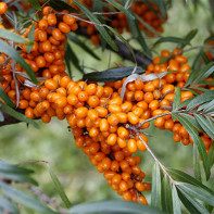 Φωτογραφία της θάλασσας buckthorn 5