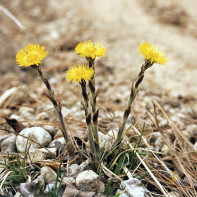 Foto coltsfoot 2