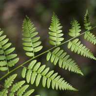 Photo fern 2