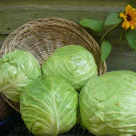 Photo of white cabbage 2