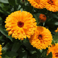 Calendula photo 2