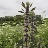 Fotoğraf Motherwort 4