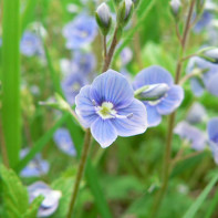 Foto Veronica officinalis 2