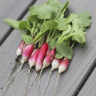 Radish larawan 6