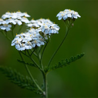 Foto Yarrow 3