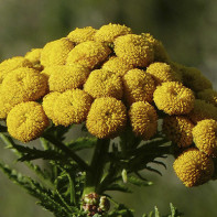 Immortelle Fotoğraf 5