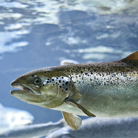 Foto di salmone