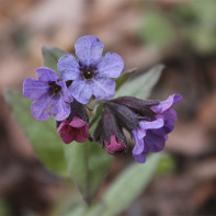 Fotoğraf Lungwort 5