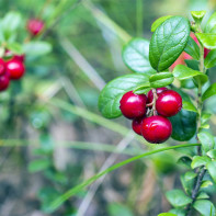 Fotoğraf lingonberries 4