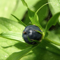 Photo de l'oeil du corbeau 4