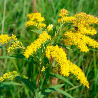 Goldenrod-foto